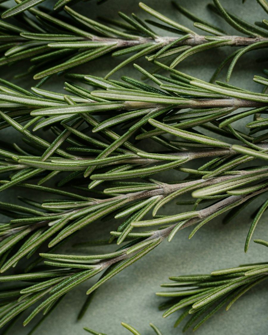 Rosemary